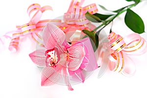Pink orchid with gift wrappings photo