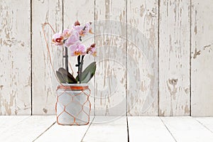 Pink orchid in glass pot, on wooden planks