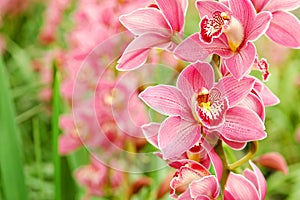 Pink Orchid photo