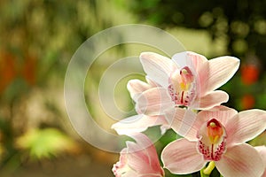 Pink Orchid