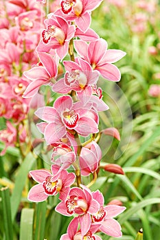 Pink Orchid photo