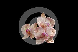 Pink orchid isolated