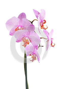 Pink orchid isolated on a white