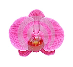 Pink orchid isolated on white background