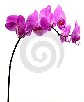 Pink orchid with long stalk isolated on white