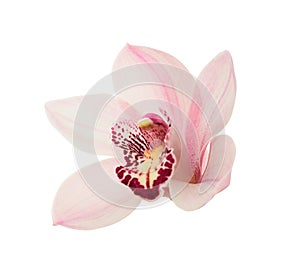 Pink orchid. Lovely tropical flower isolated on white. Save path.