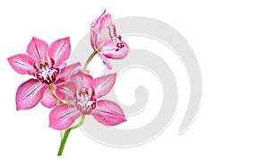 Pink orchid. Lovely tropical flower isolated on white. Save path.