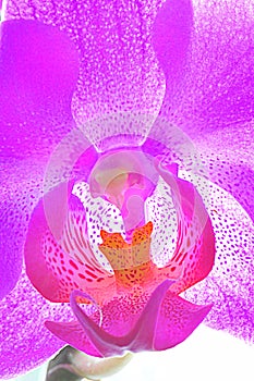 Pink orchid macro