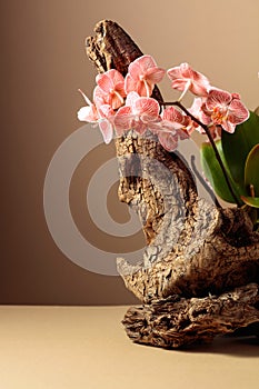 Pink orchid on an old wooden snag