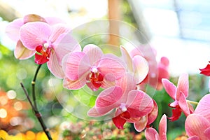 Pink orchid (phalaenopsis)