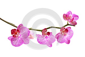 Pink orchid phalaenopsis