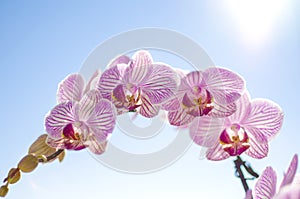 Pink Orchid, Phalaenopsis