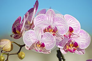 Pink Orchid, Phalaenopsis