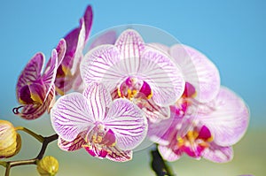 Pink Orchid, Phalaenopsis