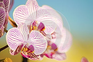 Pink Orchid, Phalaenopsis