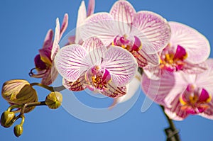 Pink Orchid, Phalaenopsis