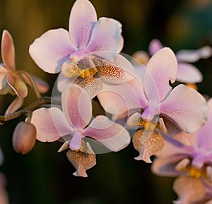 Pink orchid phalaenopsis