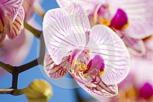 Pink Orchid, Phalaenopsis