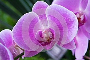 Pink orchid phalaenopsis