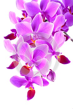 Pink orchid phalaenopsis