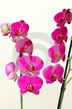 Pink orchid Phalaenopsis