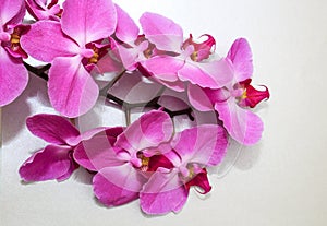Pink Orchid phalaenopsis brench on a silver or grey paper background.