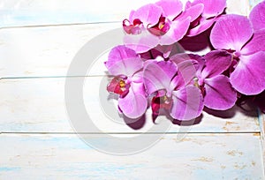 Pink Orchid phalaenopsis brench on a wooden background.