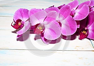 Pink Orchid phalaenopsis brench on a wooden background.