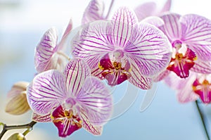 Pink Orchid, Phalaenopsis photo