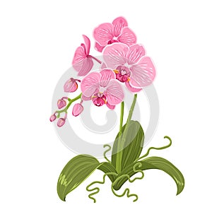 Pink orchid phalaenopsis flower isolated roots