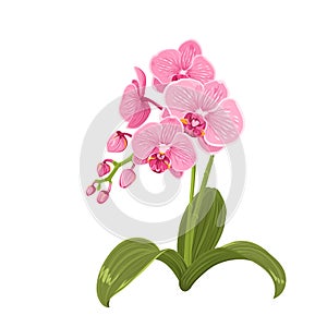 Pink orchid phalaenopsis flower realistic drawing