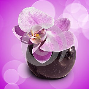 Pink orchid phalaenopsis flower in a vase