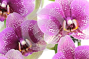 Pink Orchid ( Phalaenopsis ) - macro image