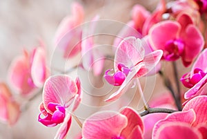 Pink orchid , phalaenopsis orchid