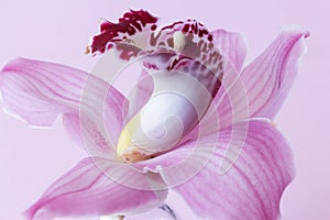 Pink orchid on pink background