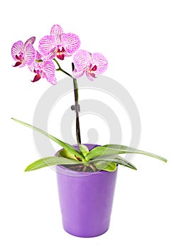 Pink orchid in the pot isolated on white