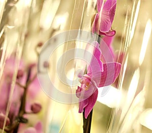 Pink orchid in a pot in the store