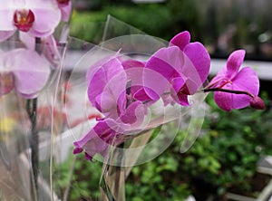 Pink orchid in a pot in the store