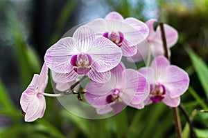 Pink orchid, queen of flowers. Tropical garden. Branch of pink orchids on a natural background.