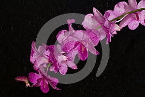pink orchid in rain drop
