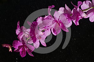 pink orchid in rain drop