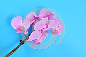 Pink orchid, spa time