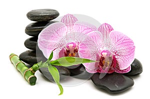 Pink orchid, stack of stones