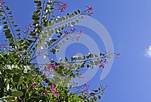 Pink orchid tree flowers and blue sky in Rio de Janeiro, Brazil