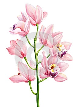 Pink orchid tropical flowers on isolated background, flora watercolor botanical illustration, hand drawing jungle design