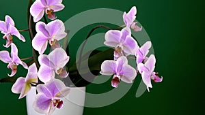 Pink orchid two branches. White purple phalaenopsis buds. Phalaenopsis indoor flower. Flowers on a green background