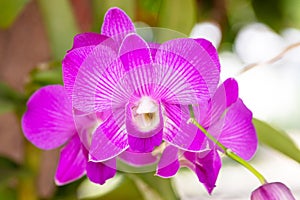 Pink orchid Vanda flower phalaenopsis or falah. known as butterfly orchids.