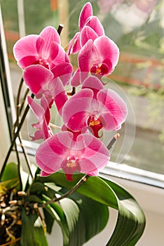 Pink orchid in a vase stands on a windowsill