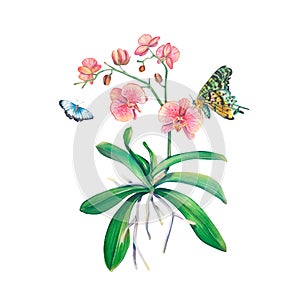 Pink orchid in watercolor on a white background with butterflies. An exotic houseplant. Tropical orchid. Botanical illustration of