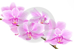 Pink orchid on white background